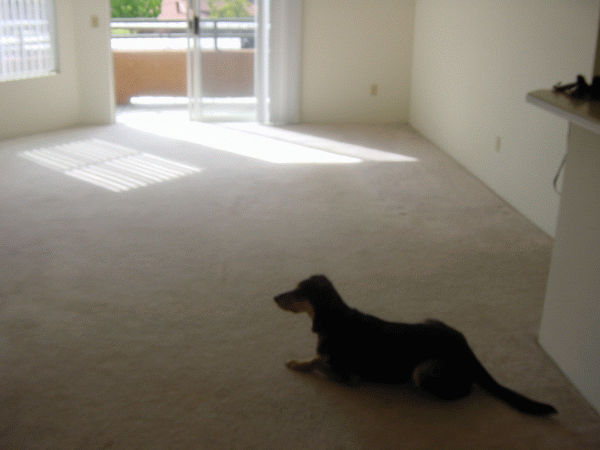 Brina Moving 1.gif