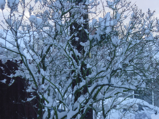 Jan Snow 1.gif
