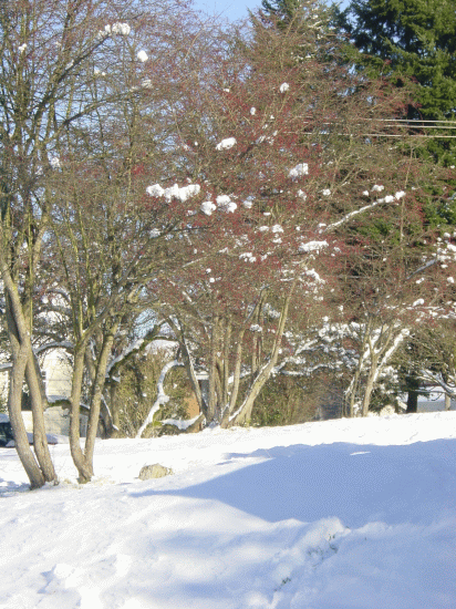 Jan Snow 5.gif
