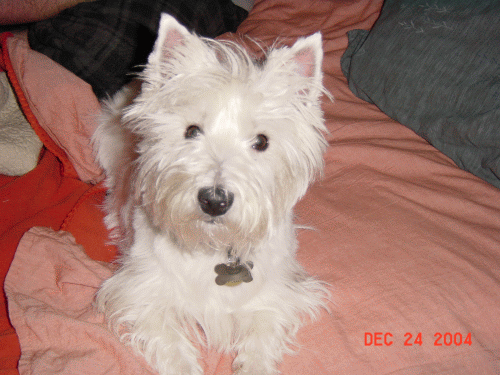 Maggie Cute.gif
