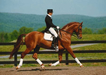 dressage1.gif